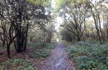path through woodland