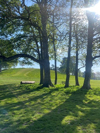 group of mature trees in a park sunlight filtering through the leaves
